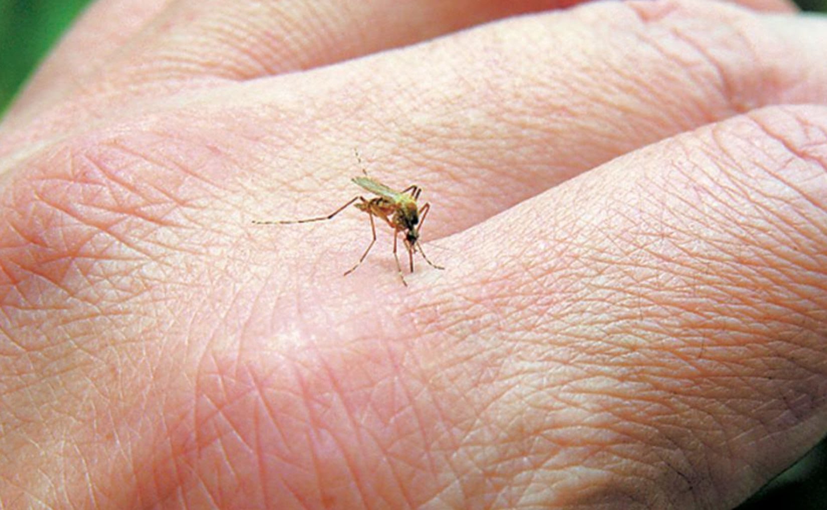 Ξεκινούν οι ψεκασμοί για τα κουνούπια στην Εύβοια