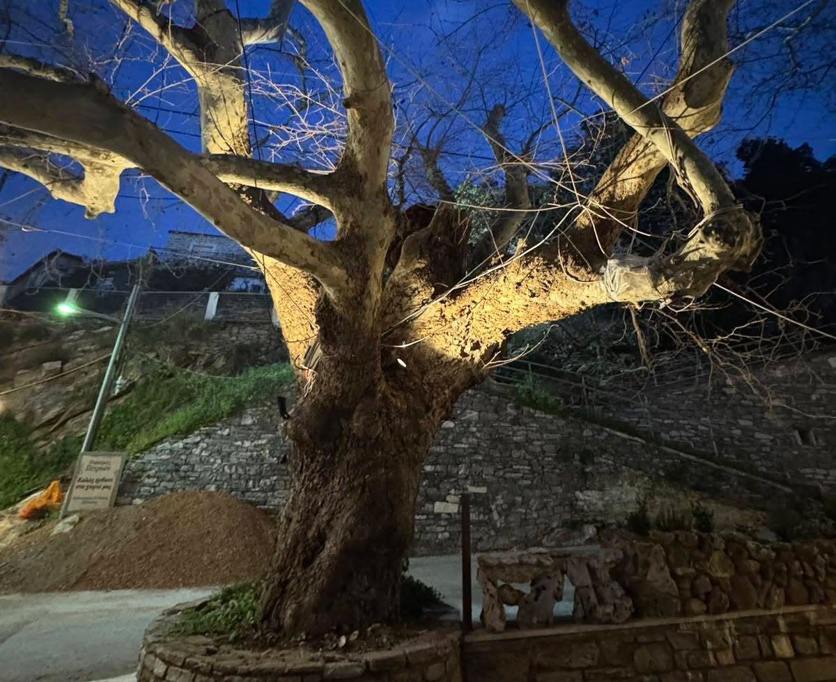 Φωτίστηκε ιστορικός Πλάτανος στην Εύβοια: Δείτε εικόνες