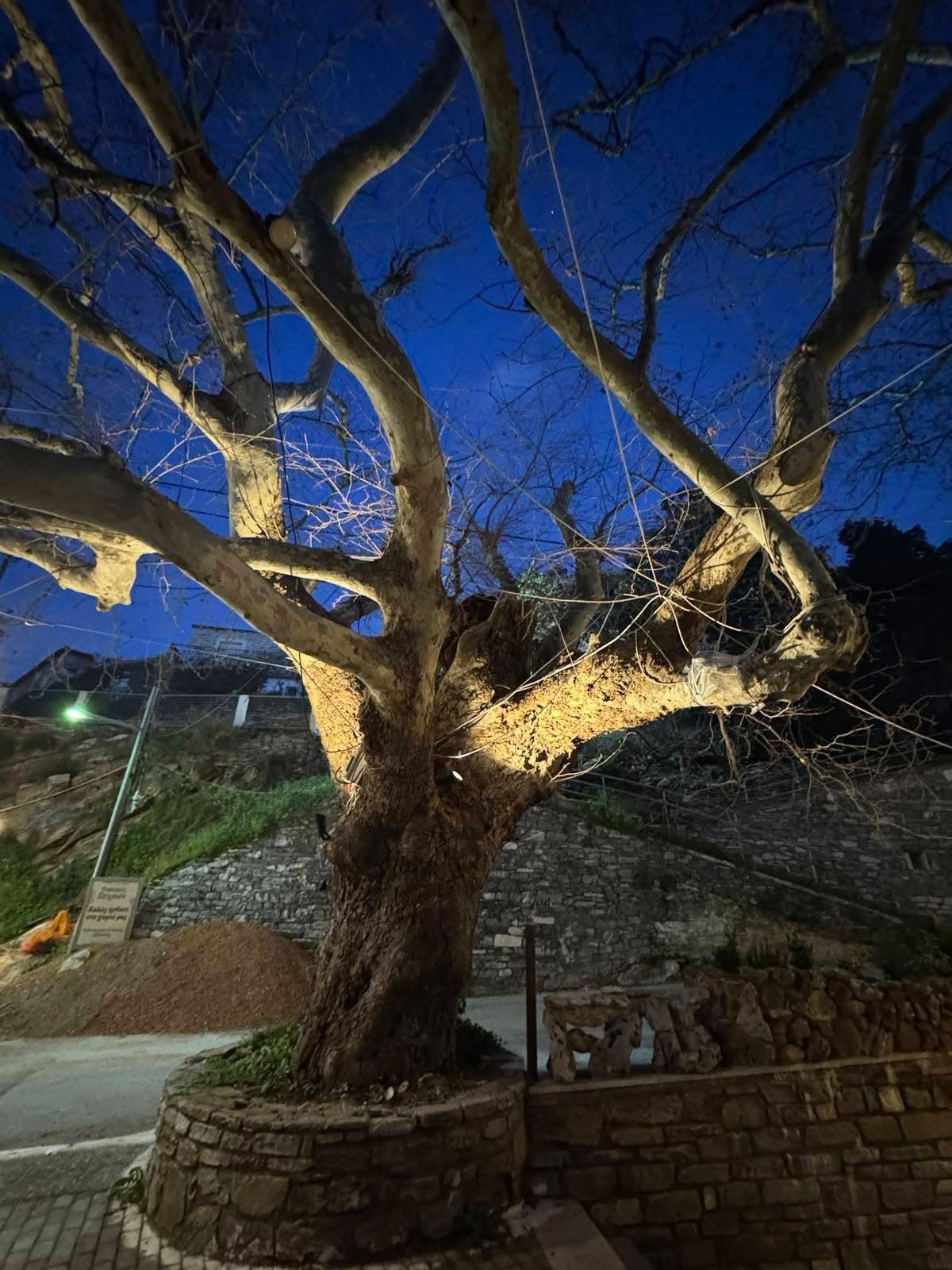 Φωτίστηκε ιστορικός Πλάτανος στην Εύβοια: Δείτε εικόνες