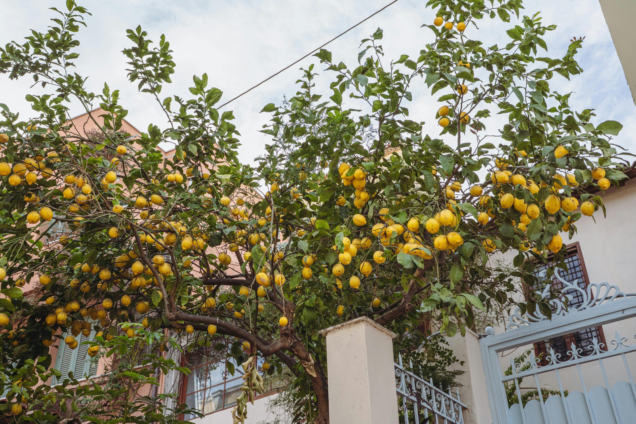 Άνδρας έπεσε από δέντρο και τραυματίστηκε σοβαρά στην Εύβοια