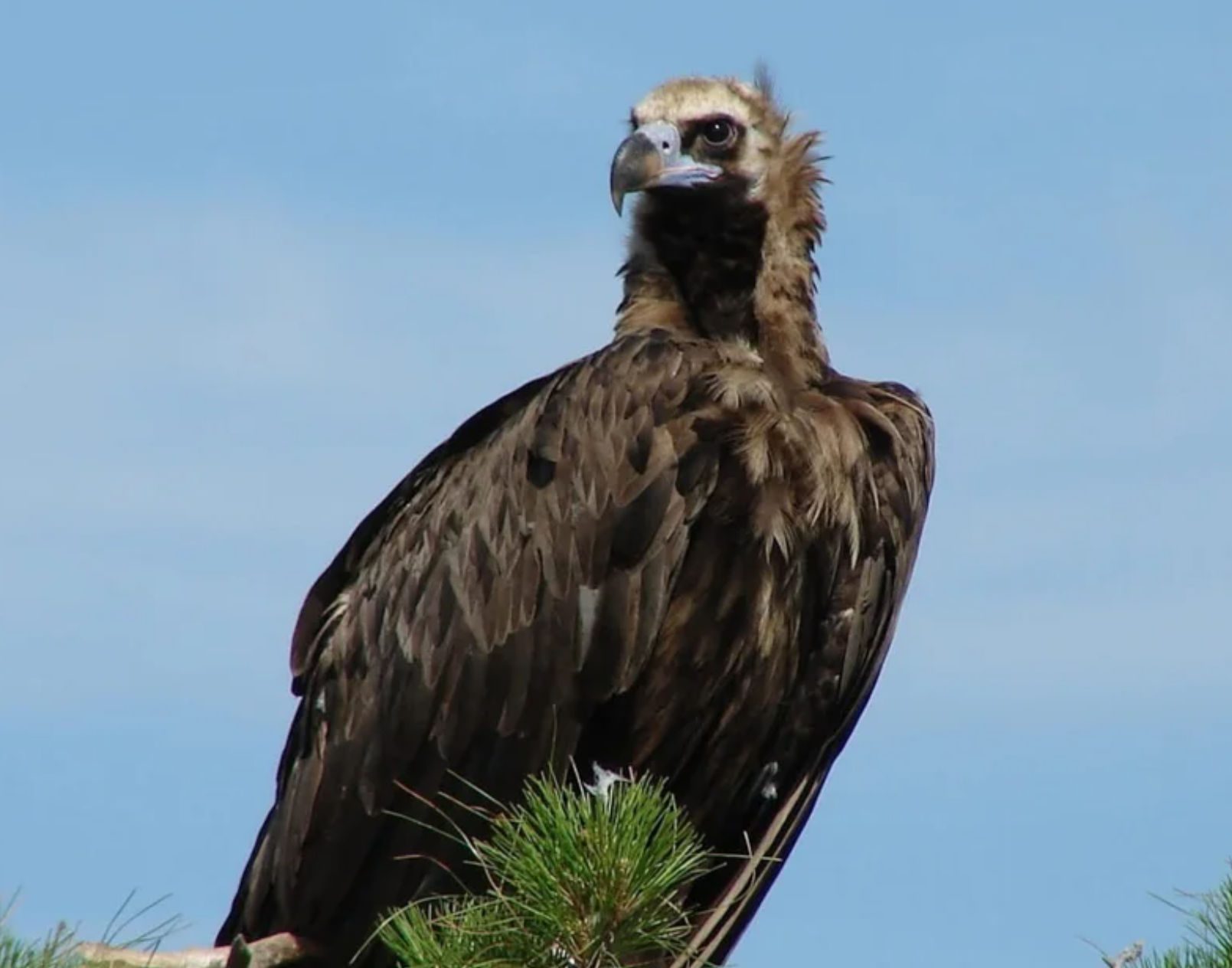Συναγερμός για μαζική θανάτωση μαυρόγυπων – Κίνδυνος εξαφάνισης του είδους