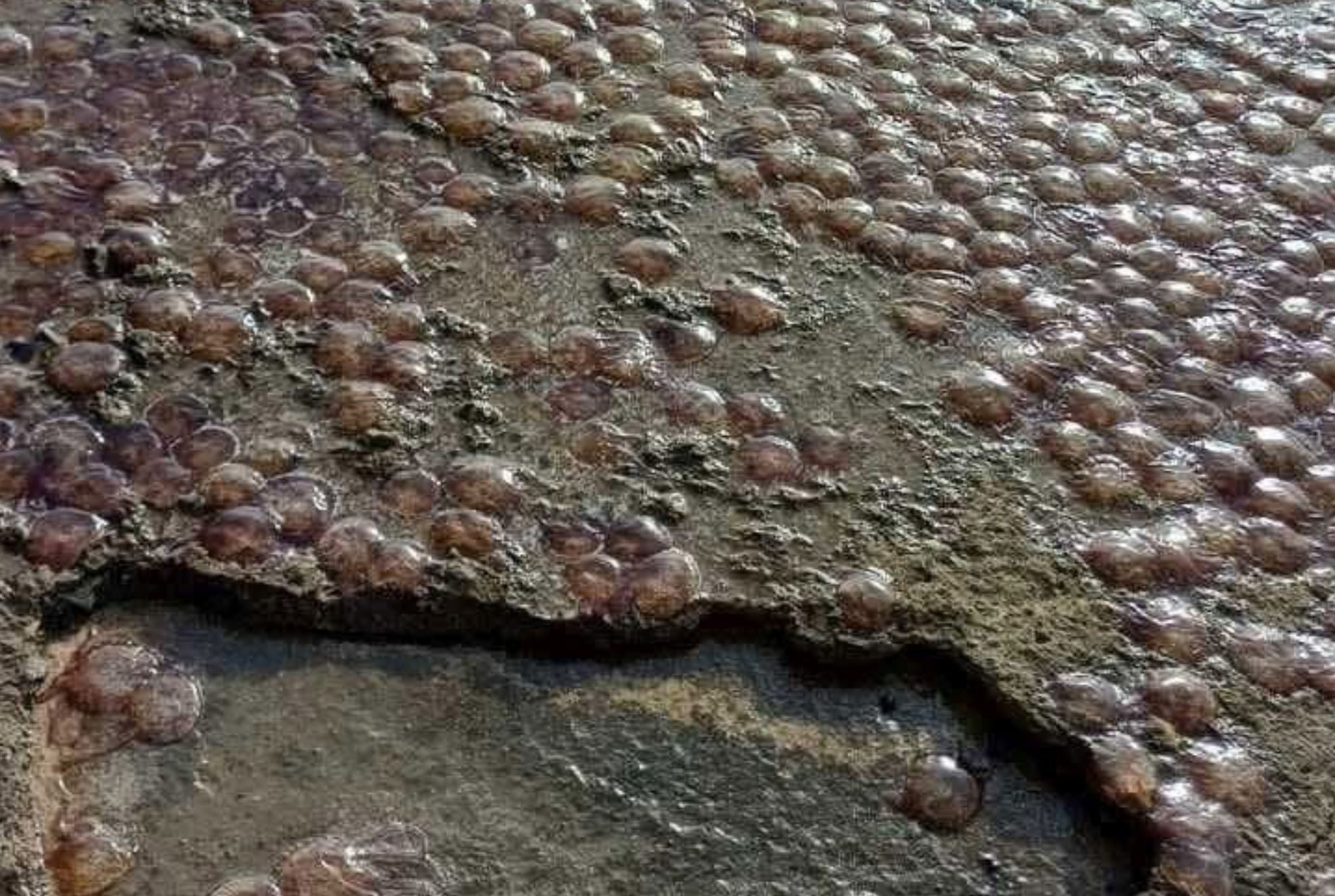 «Πλημμύρισε» με μέδουσες γνωστή παραλία της Εύβοιας – Συγκλονιστική εικόνα