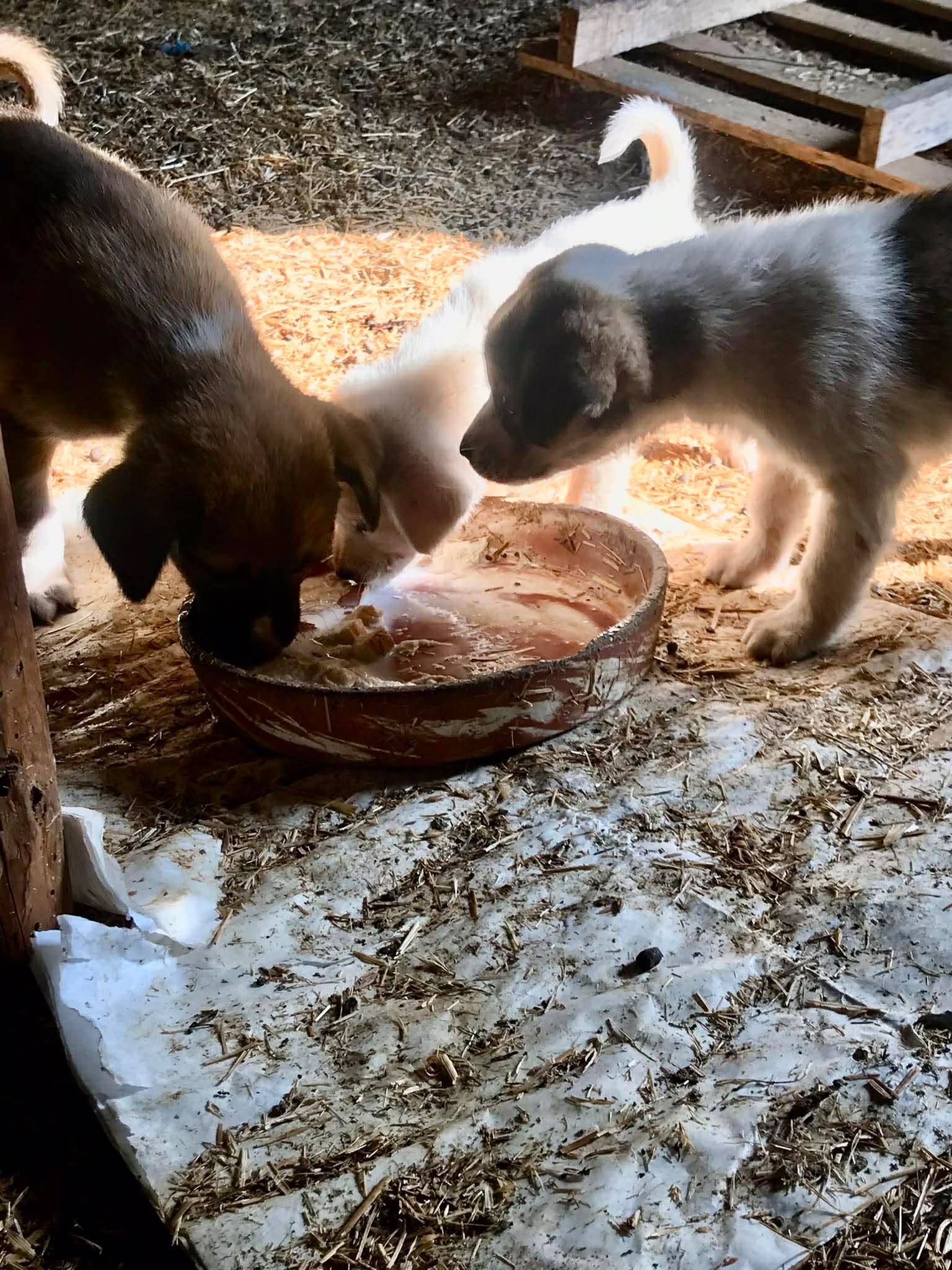 Μεγάλη προσοχή στην Εύβοια: Σε αυτή την περιοχή κλέβουν σκυλιά