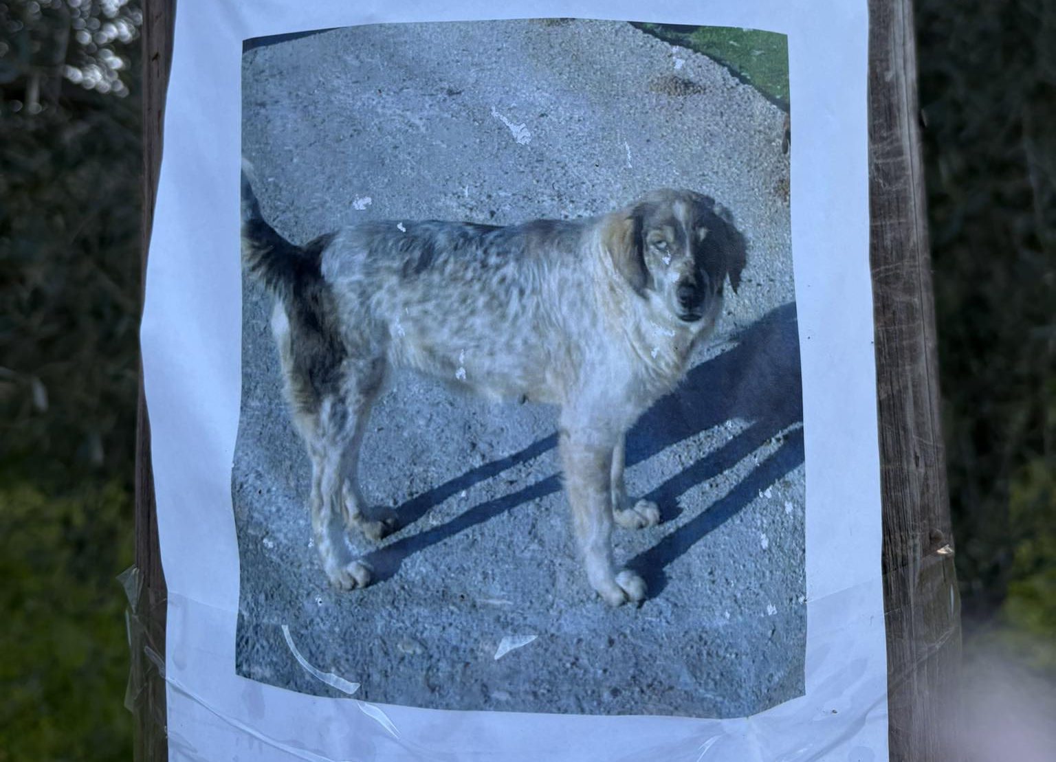 Sos στην Εύβοια: Χάθηκε σκυλάκι – Πού να καλέσετε αν το δείτε