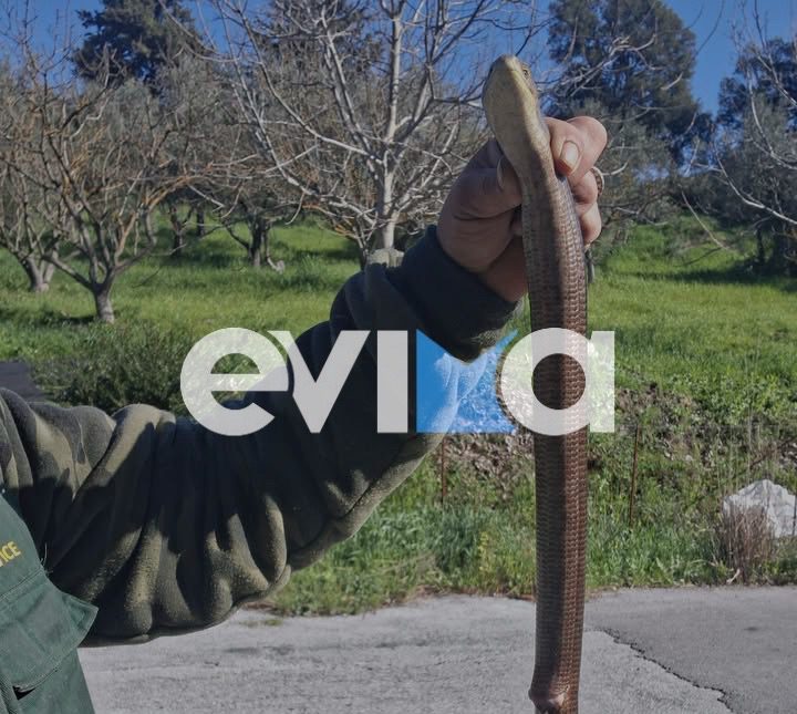 Σε αυτό το χωριό της Εύβοιας βρέθηκε το φίδι «γίγας»