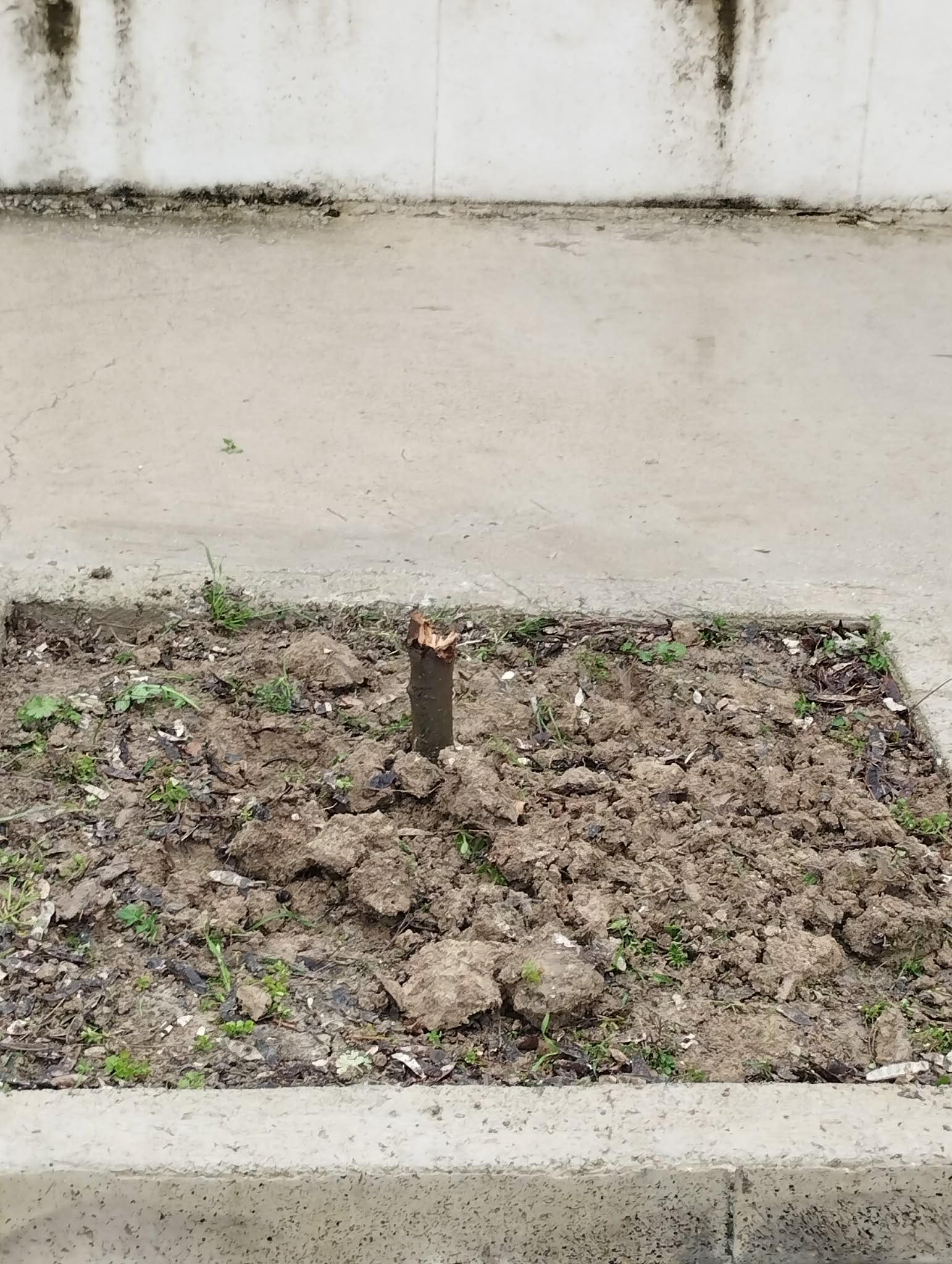 Αδιανόητο περιστατικό στην Εύβοια: Ξεριζώνουν δέντρα από κεντρικό σημείο