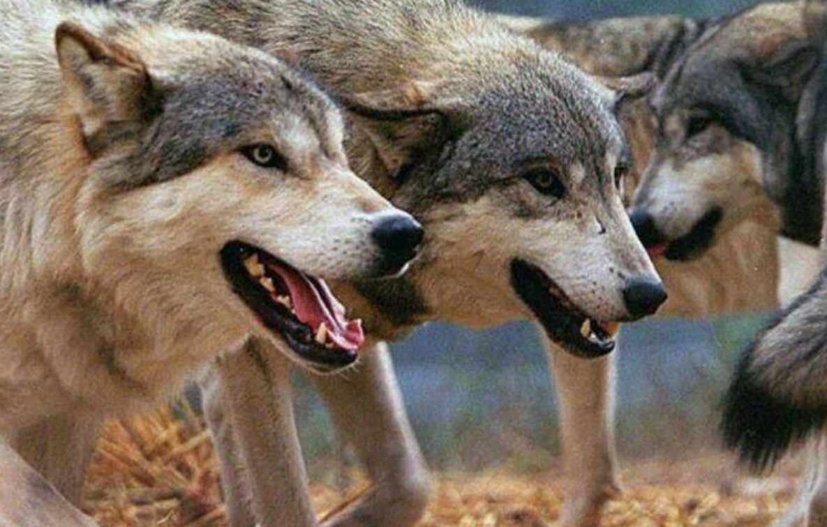 Σε απόγνωση οι κτηνοτρόφοι μετά από άγριες επιθέσεις λύκων