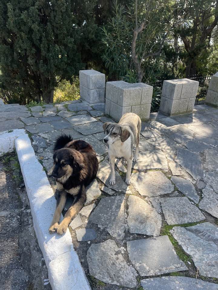 Εύβοια- Προσοχή! Τι να κάνετε εάν δείτε αδέσποτα σε αυτόν τον δήμο της Εύβοιας