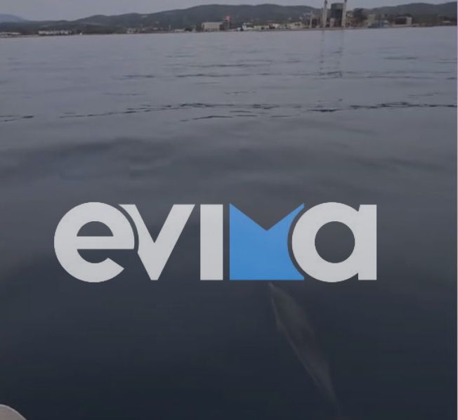 Δελφίνια εμφανίστηκαν σε παραλία της Εύβοιας και χάρισαν μαγικές εικόνες