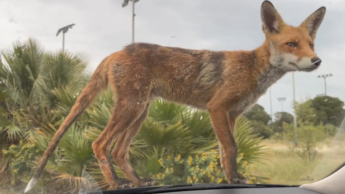 Αλεπού κάνει βόλτες στο Παλαιό Φάληρο – Ανέβηκε σε παρ μπριζ αυτοκινήτου – Δείτε βίντεο
