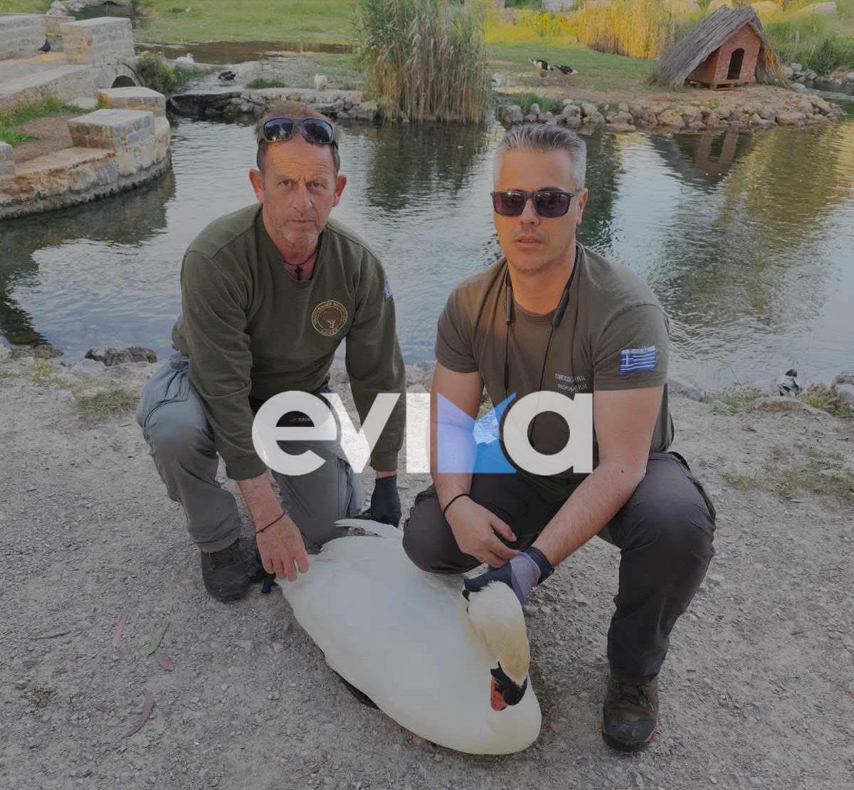 Συγκλονιστική διάσωση κύκνου στη Χαλκίδα: Σωτήρια επέμβαση από θηροφύλακες