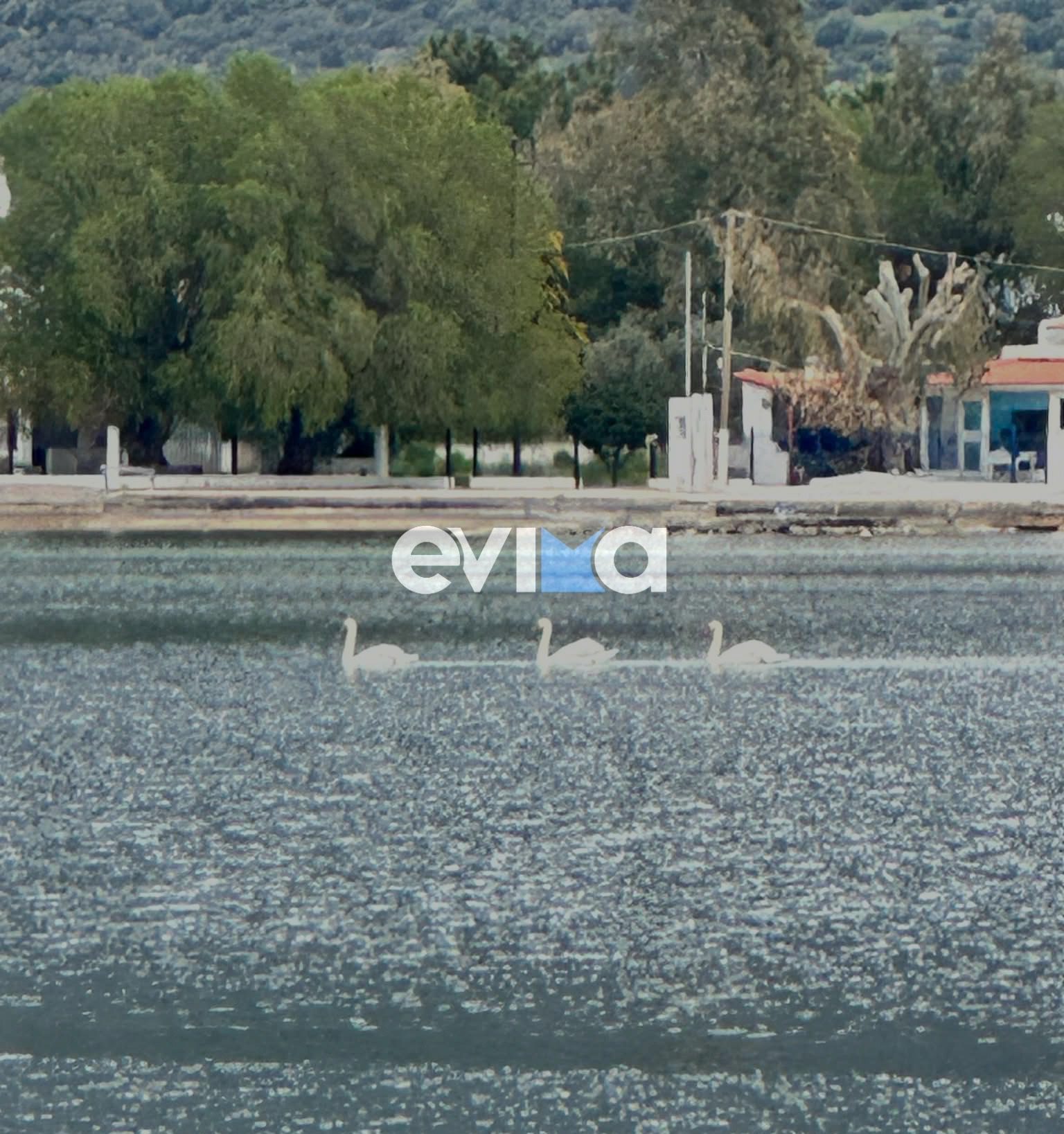 Κύκνοι «έκλεψαν» τις εντυπώσεις σε παραλία της Εύβοιας! Δείτε βίντεο