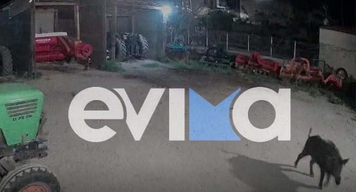 Εύβοια: Κραυγή αγωνίας για τα αγριογούρουνα – Εμβολίζουν ΙΧ, καταστρέφουν καλλιέργειες (pics&vid)