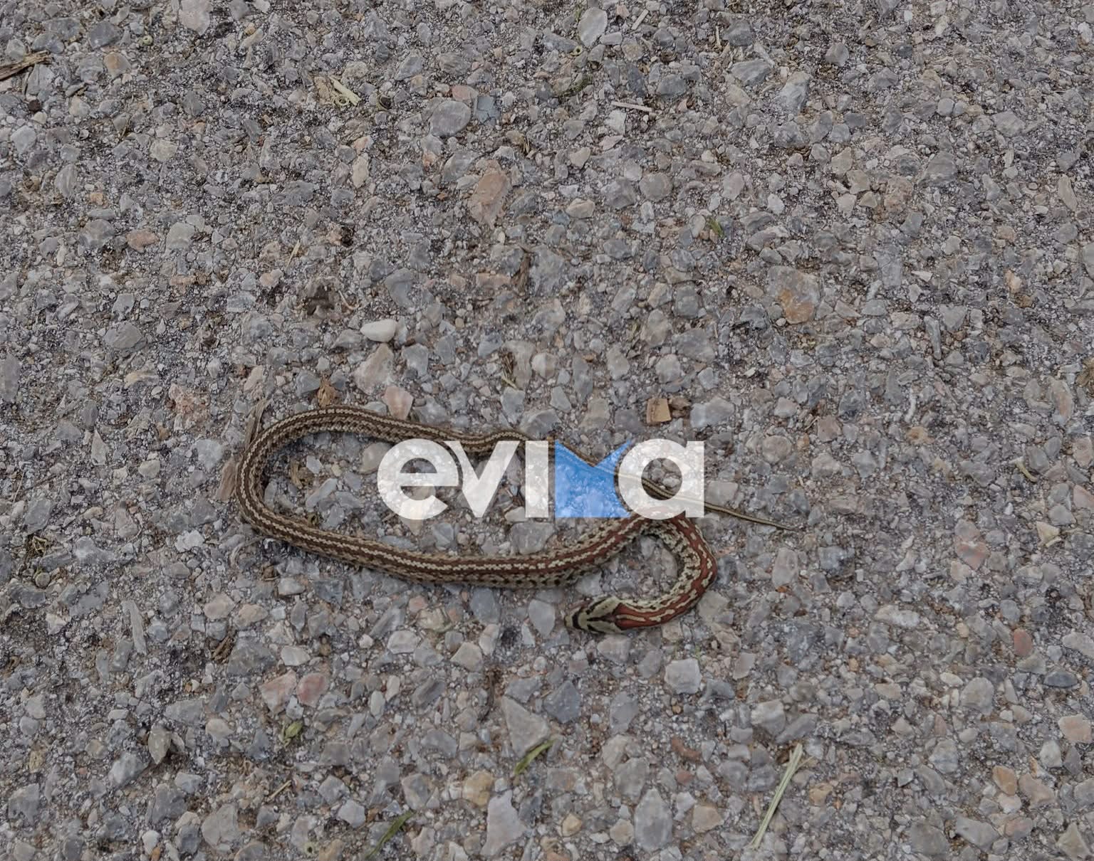 Εύβοια: Βγήκε από το σπίτι και βρέθηκε μπροστά σε φίδι! Τι λέει ο κάτοικος