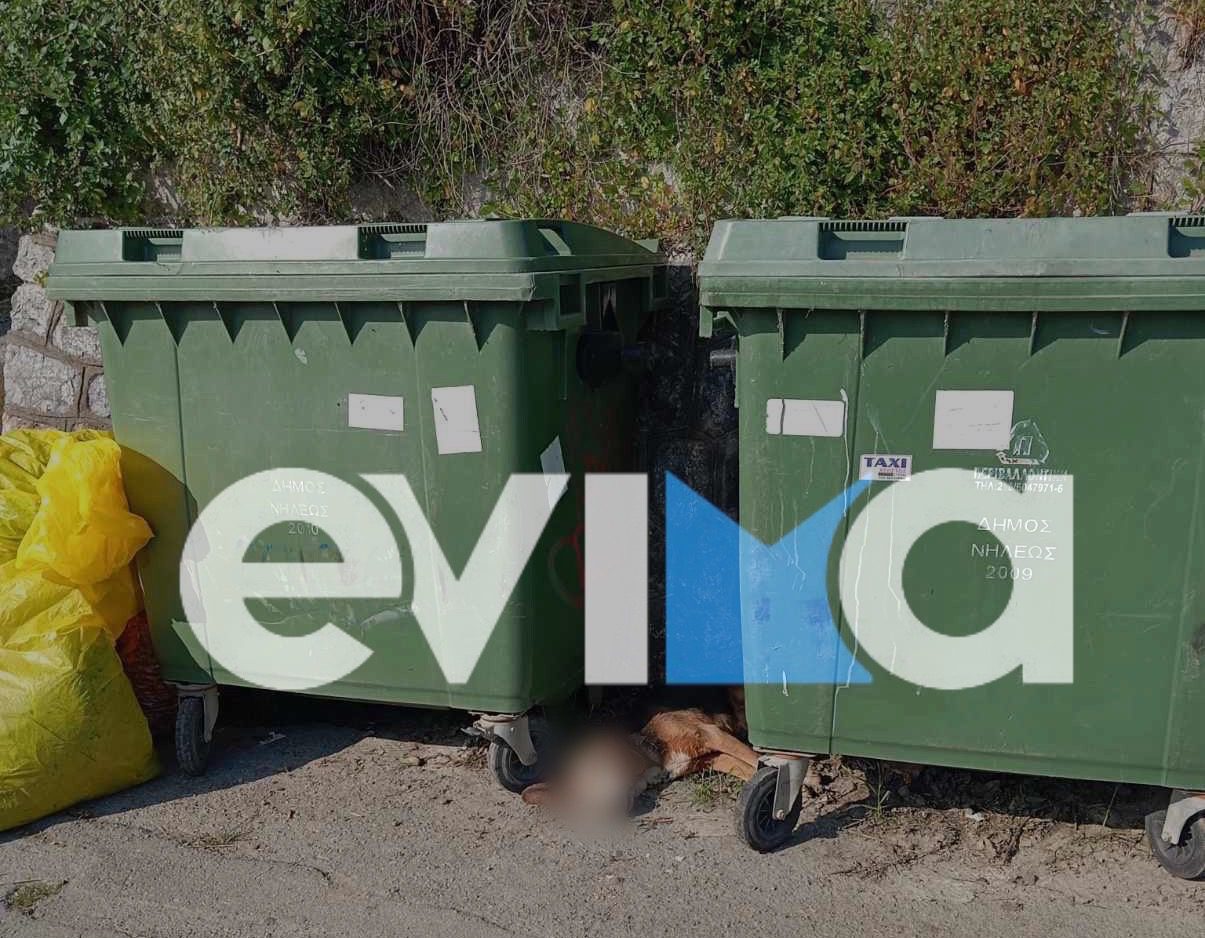 Εύβοια: Άγνωστοι μετέφεραν νεκρό σκυλάκι ανάμεσα σε κάδους απορριμμάτων
