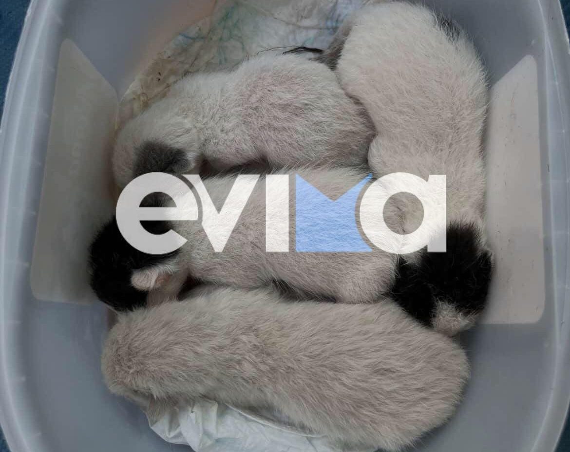 Ερέτρια: Γατάκια βρέθηκαν εγκαταλελειμμένα μέσα σε κουτί στα σκουπίδια