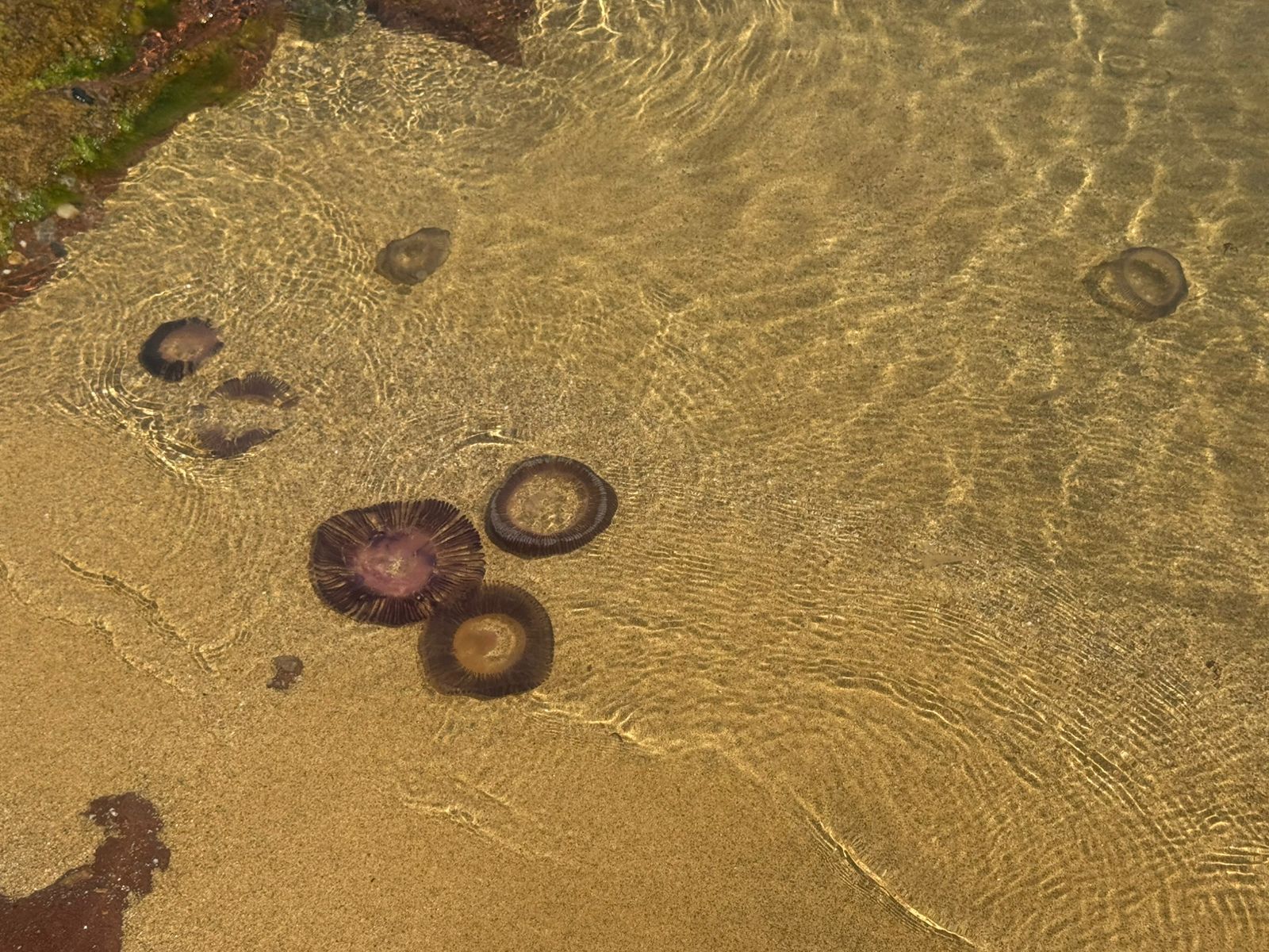 «Κατάληψη» από τσούχτρες σε παραλίες της Εύβοιας – Τι λέει ειδικός στο evima, τι μέτρα λαμβάνονται