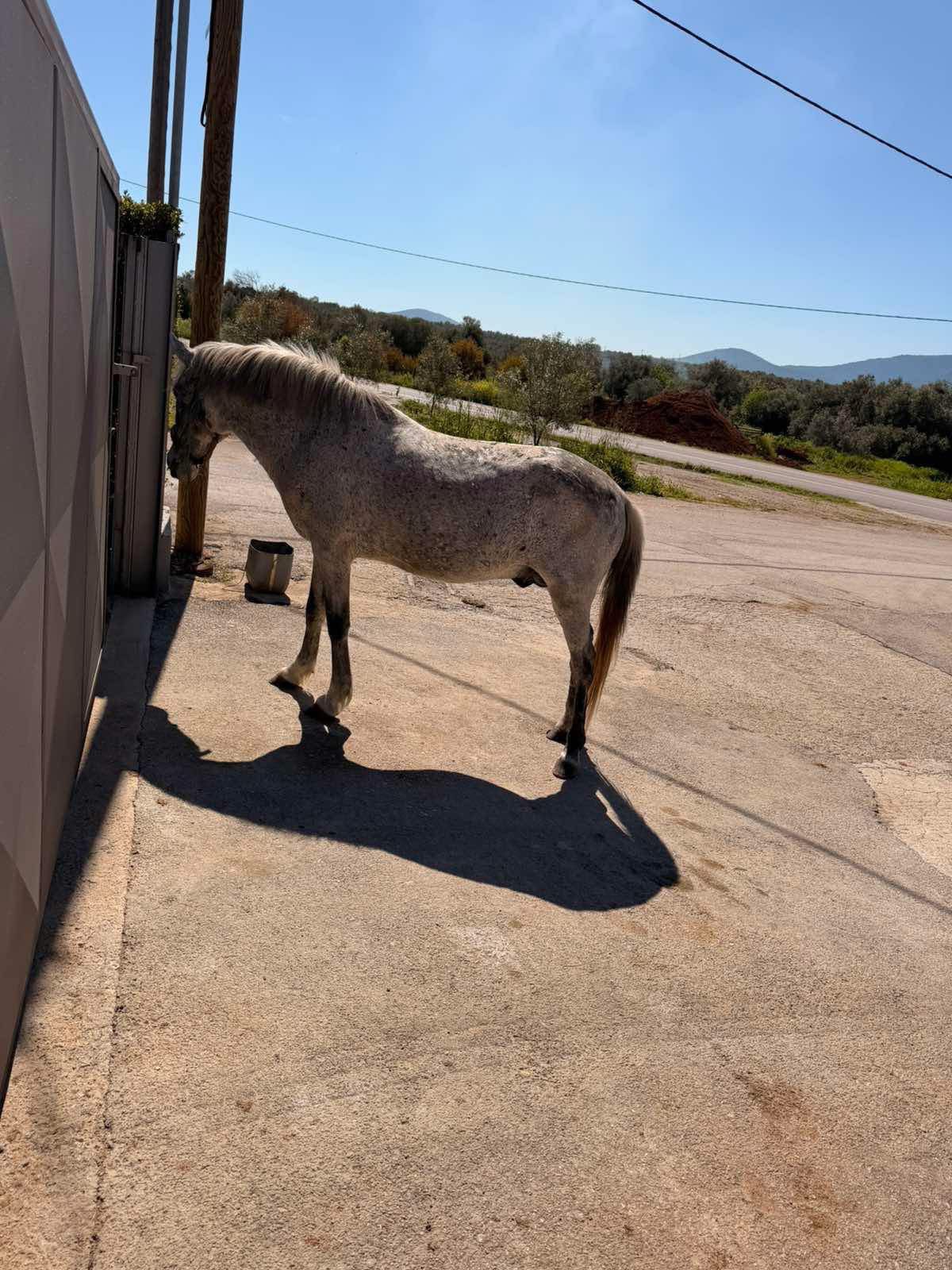 Άλογο κυκλοφορεί ελεύθερο σε κεντρικό δρόμο της Εύβοιας – Προσοχή!