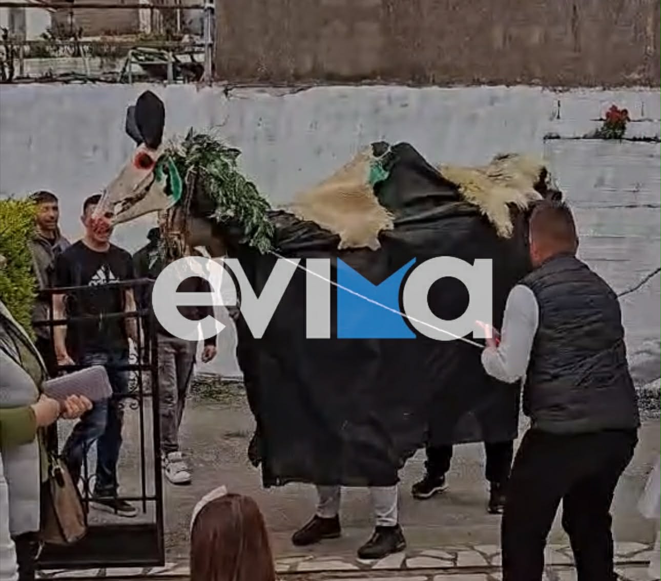 Σε αυτή την περιοχή της Εύβοιας έγινε το έθιμο της Καμήλας – Δείτε βίντεο