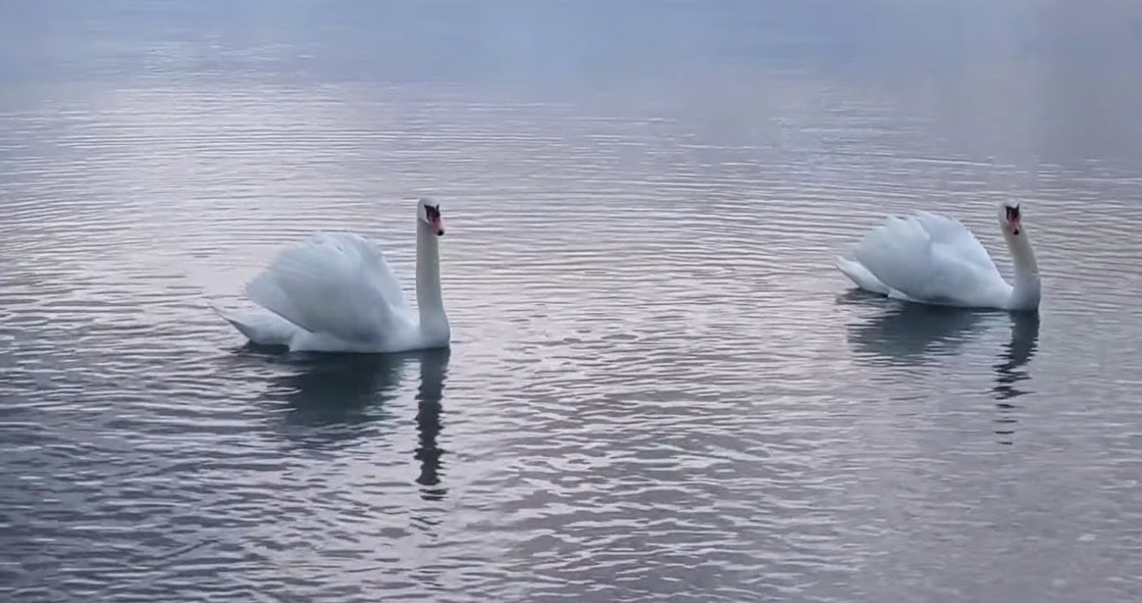 Ζευγάρι κύκνων κολυμπούσε σε παραλία της Εύβοιας – Μαγικό βίντεο
