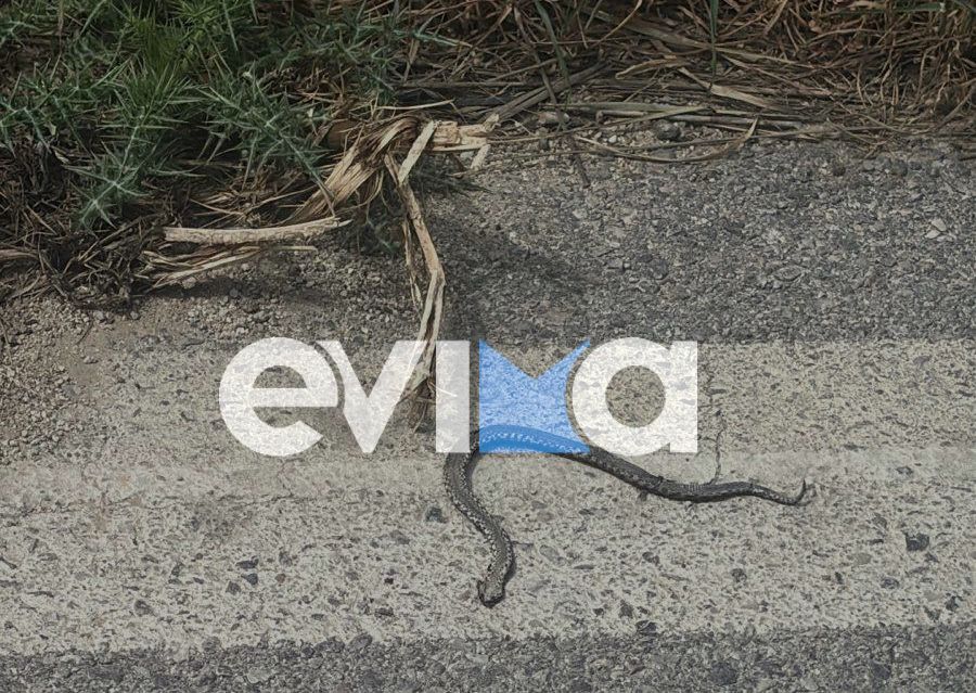 Μεγάλη προσοχή στην Εύβοια: Νέο περιστατικό με φίδι