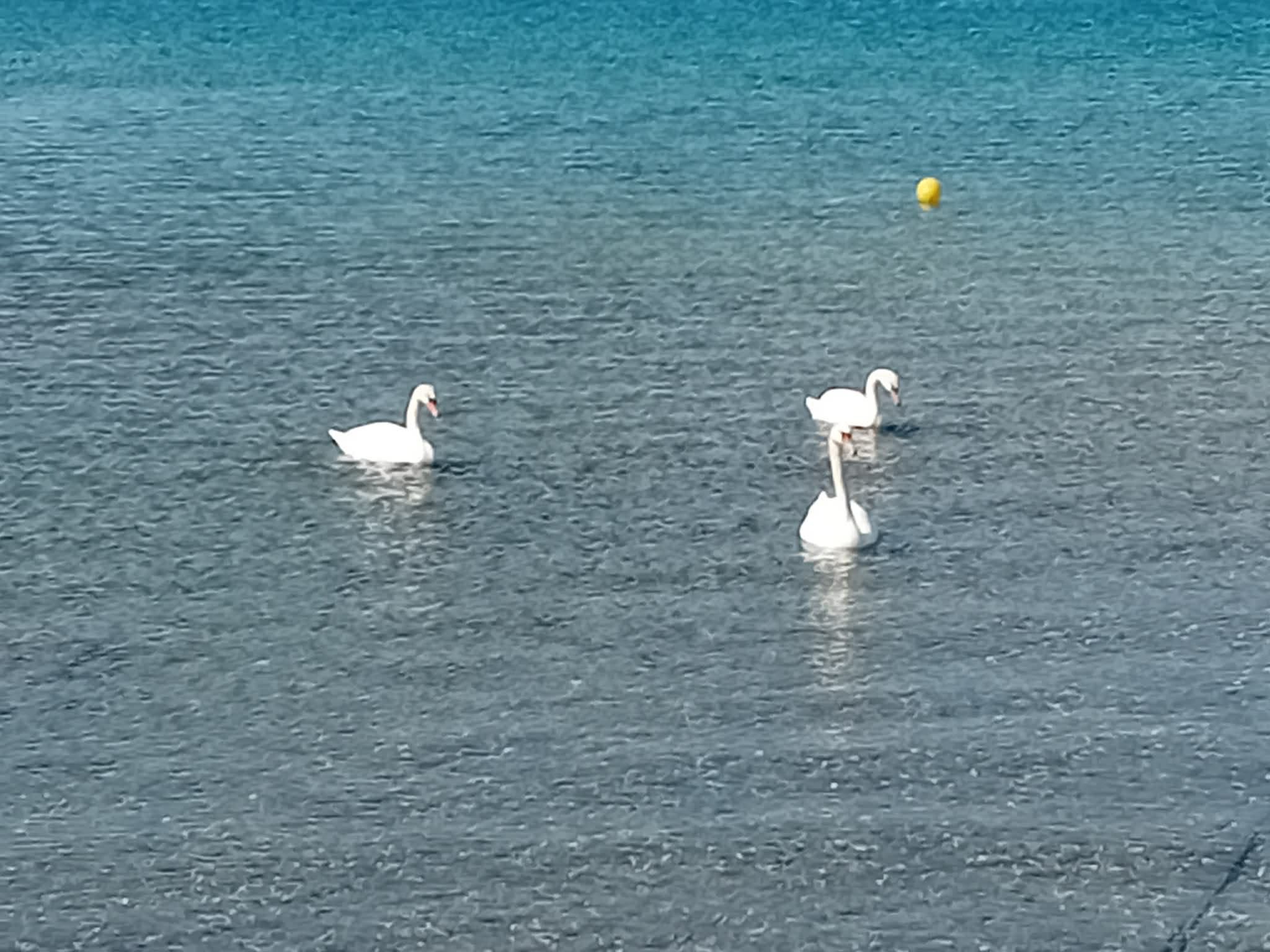Εντυπωσιακή εμφάνιση κύκνων σε γνωστή παραλία της Εύβοιας