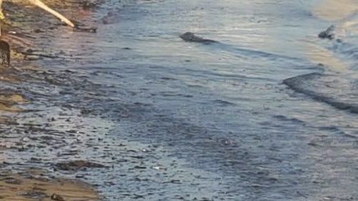 Μεγάλη προσοχή στην Εύβοια: Αυτή η παραλία γέμισε πετρέλαιο