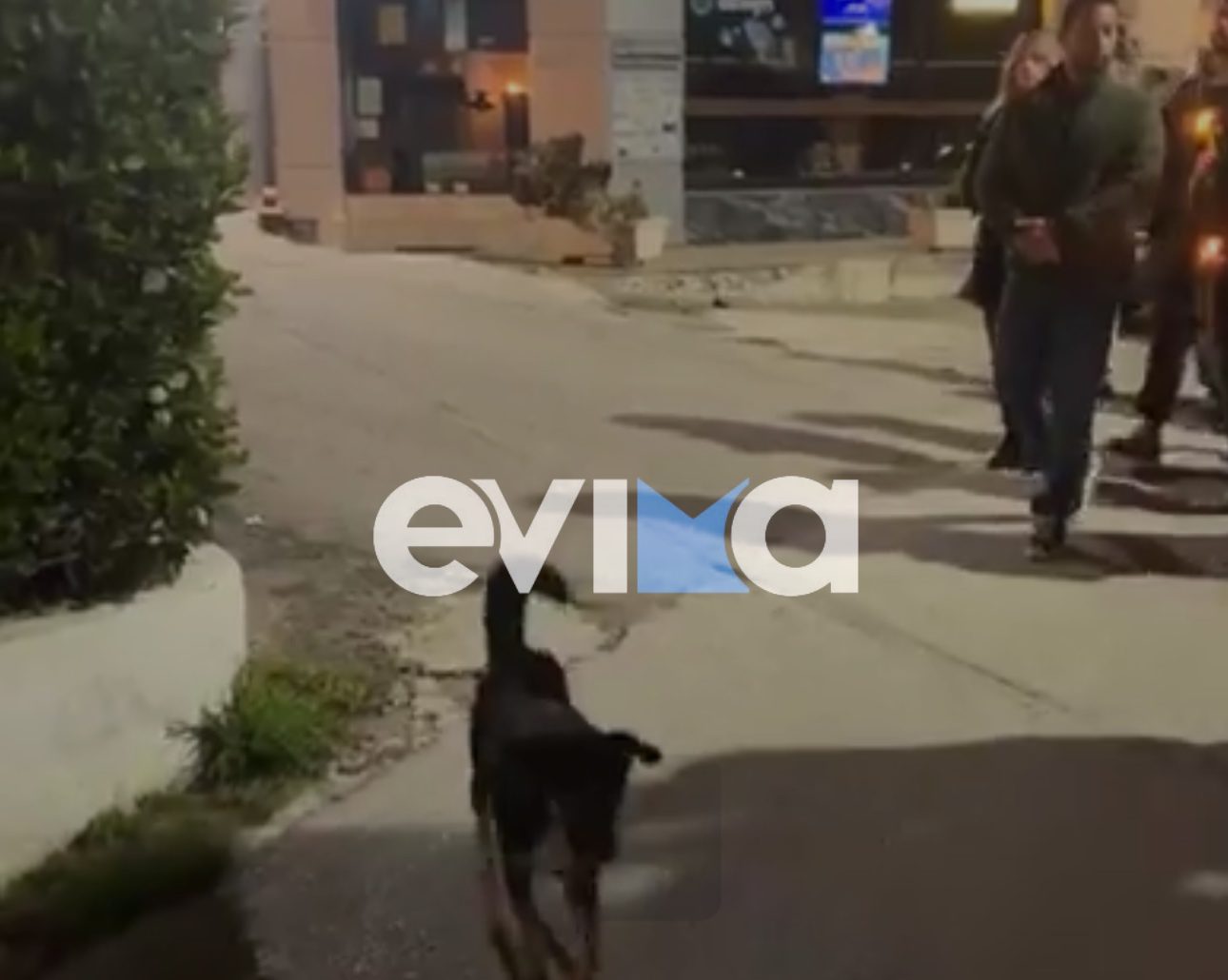 Σκυλάκι έγινε viral ακολουθώντας Επιτάφιο της Εύβοιας! Δείτε βίντεο