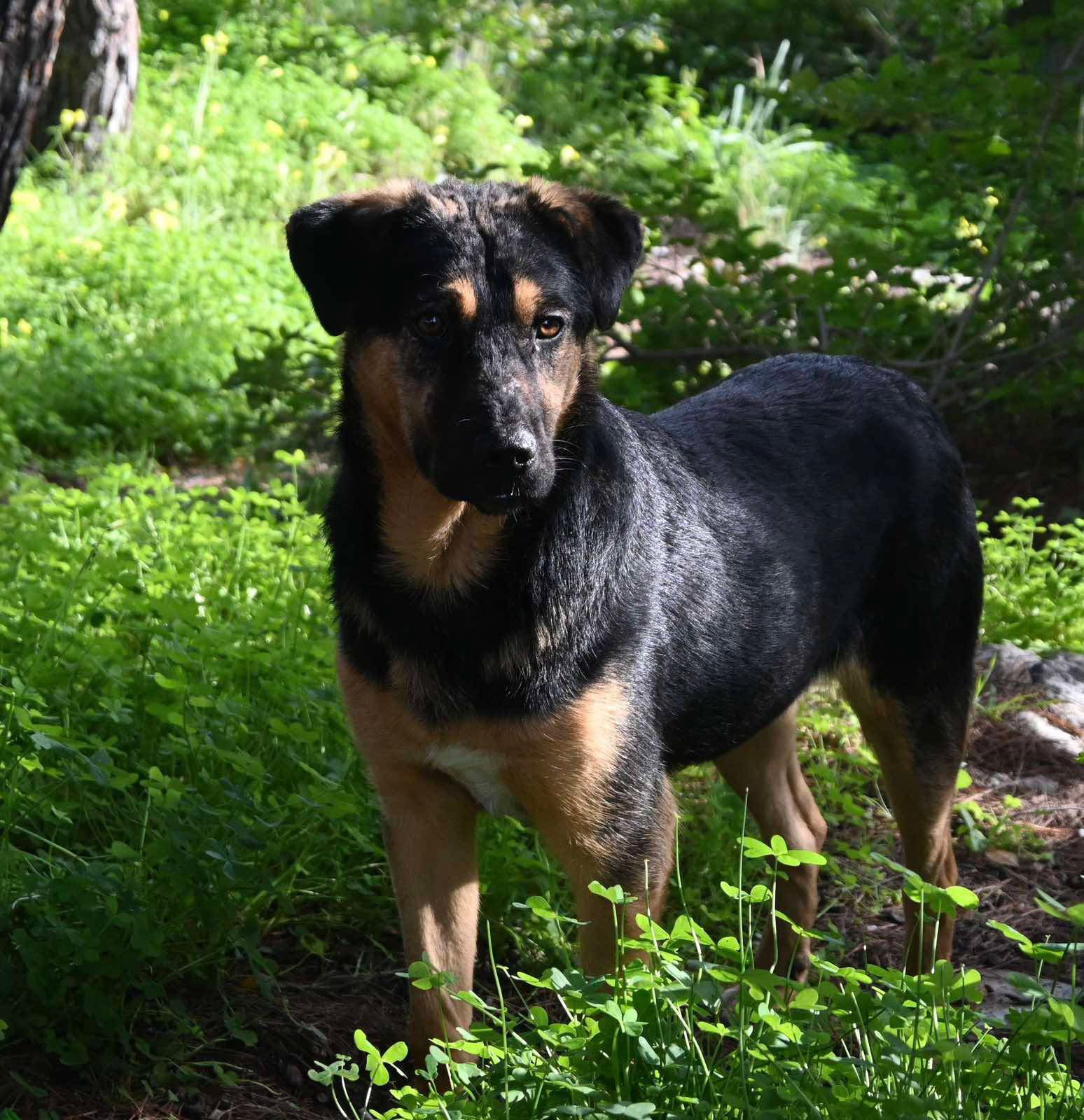 Χαλκίδα: Αγωνία για τον Ντόνκι: Αγνοείται εδώ και 2 ημέρες