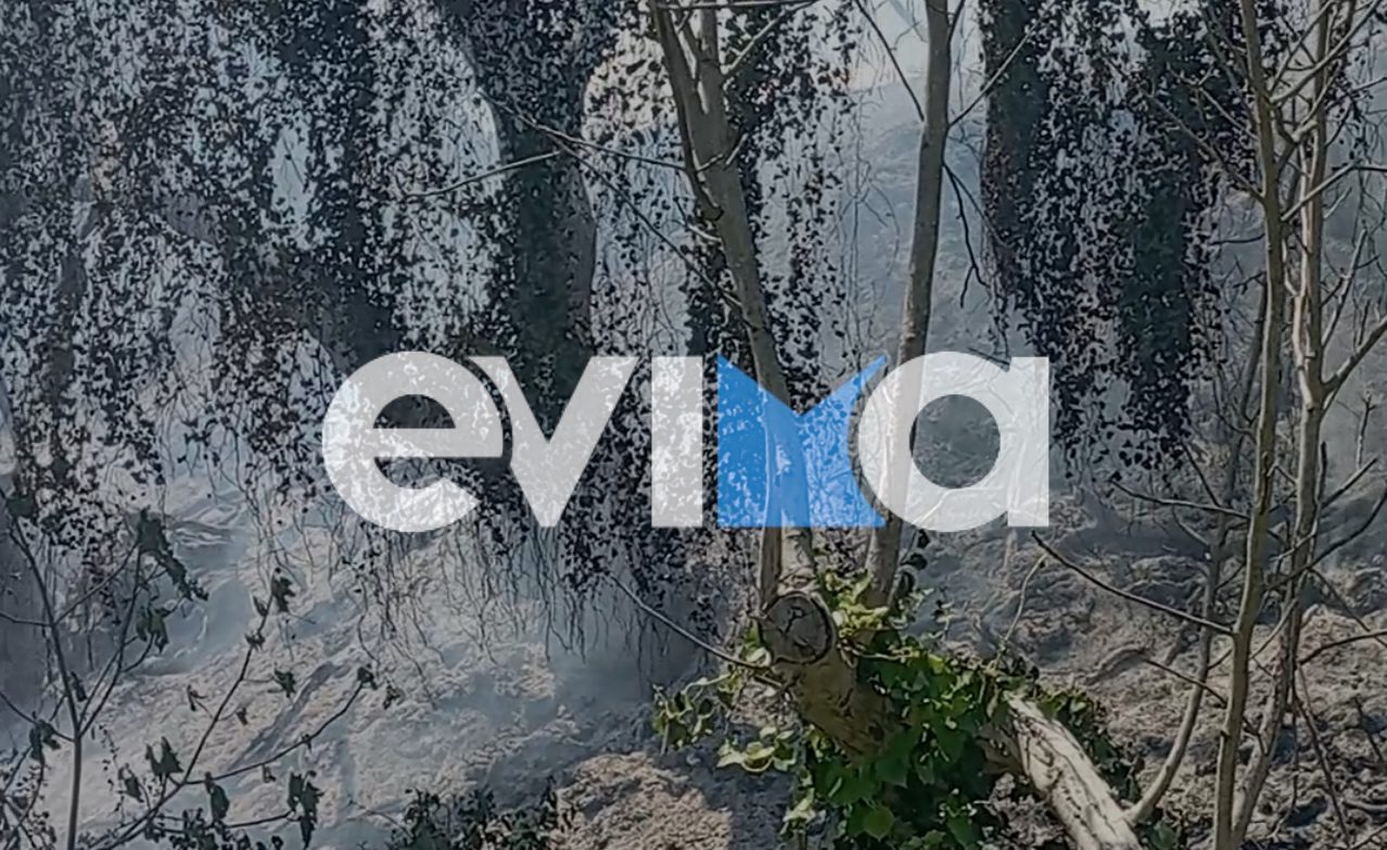 Φωτιά τώρα στην Εύβοια