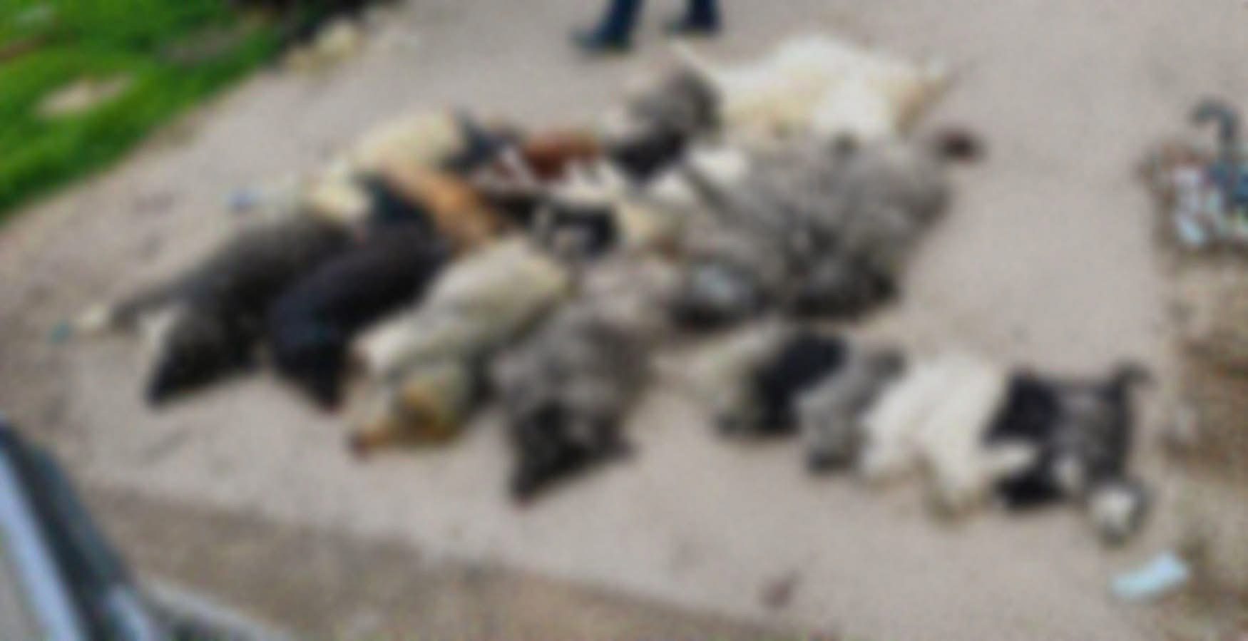 Κτηνωδία στην Χαλκιδική: Θανάτωσαν 21 σκύλους, τους έδωσαν δηλητηριασμένα δολώματα