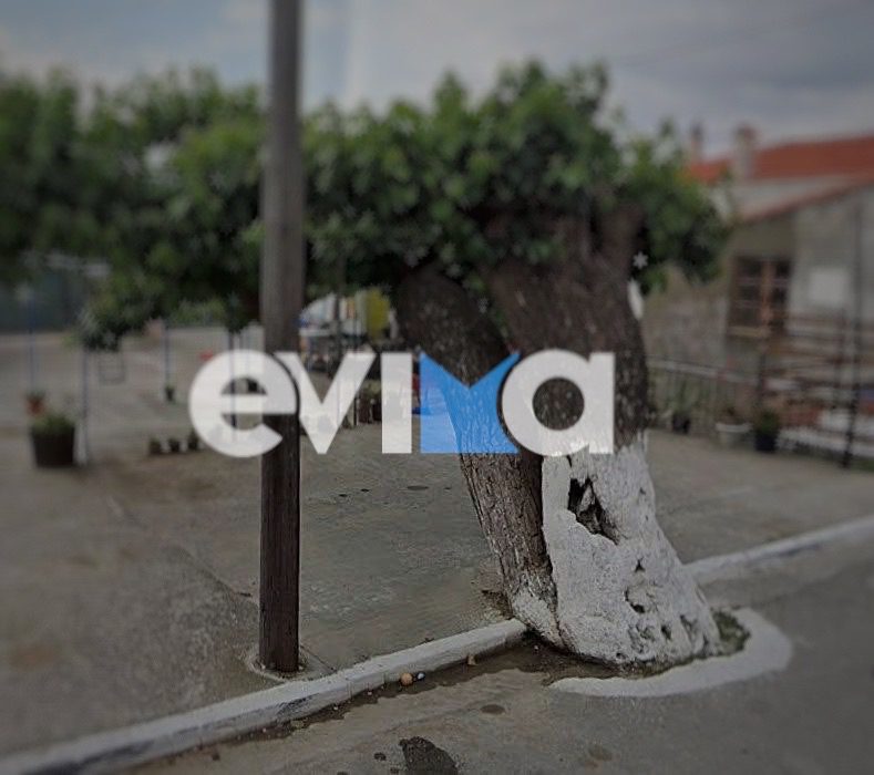 Μια μουριά έφερε αναστάτωση σε χωριό της Εύβοιας