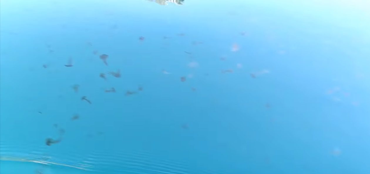 Ακόμα μια παραλία της Εύβοιας γέμισε με τσούχτρες – Εικόνες