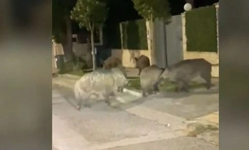 Εμφανίστηκαν ξανά αγριογούρουνα σε κεντρικό δρόμο