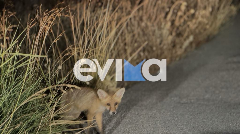 Αλεπούδες ρημάζουν κοτέτσια στην Εύβοια