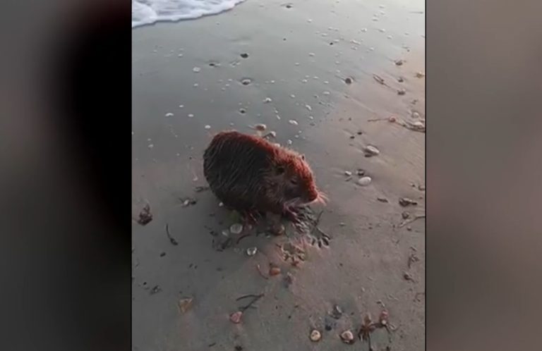 Μυοκάστορας βρέθηκε εξαντλημένος στην Επανομή