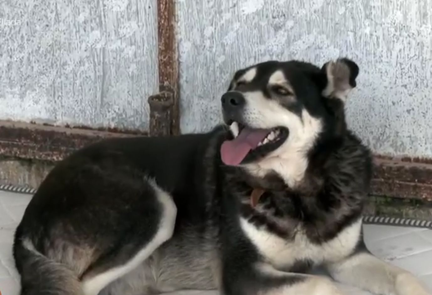 Σοκ με σκυλάκι στην Εύβοια: Ζούσε δεμένο μέσα σε σακί