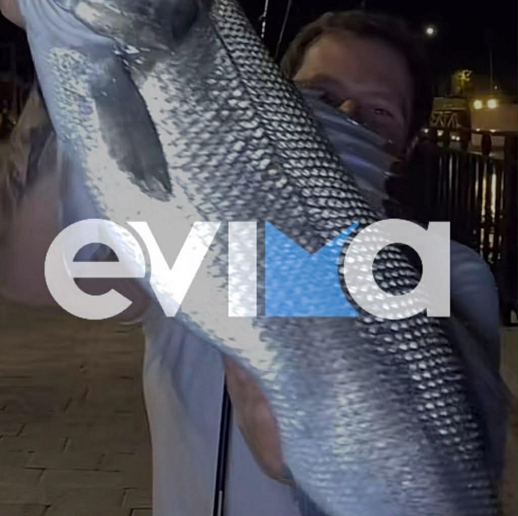 «Τρελή» ψάρια στην Εύβοια: Έπιασε λαβράκι τέρας