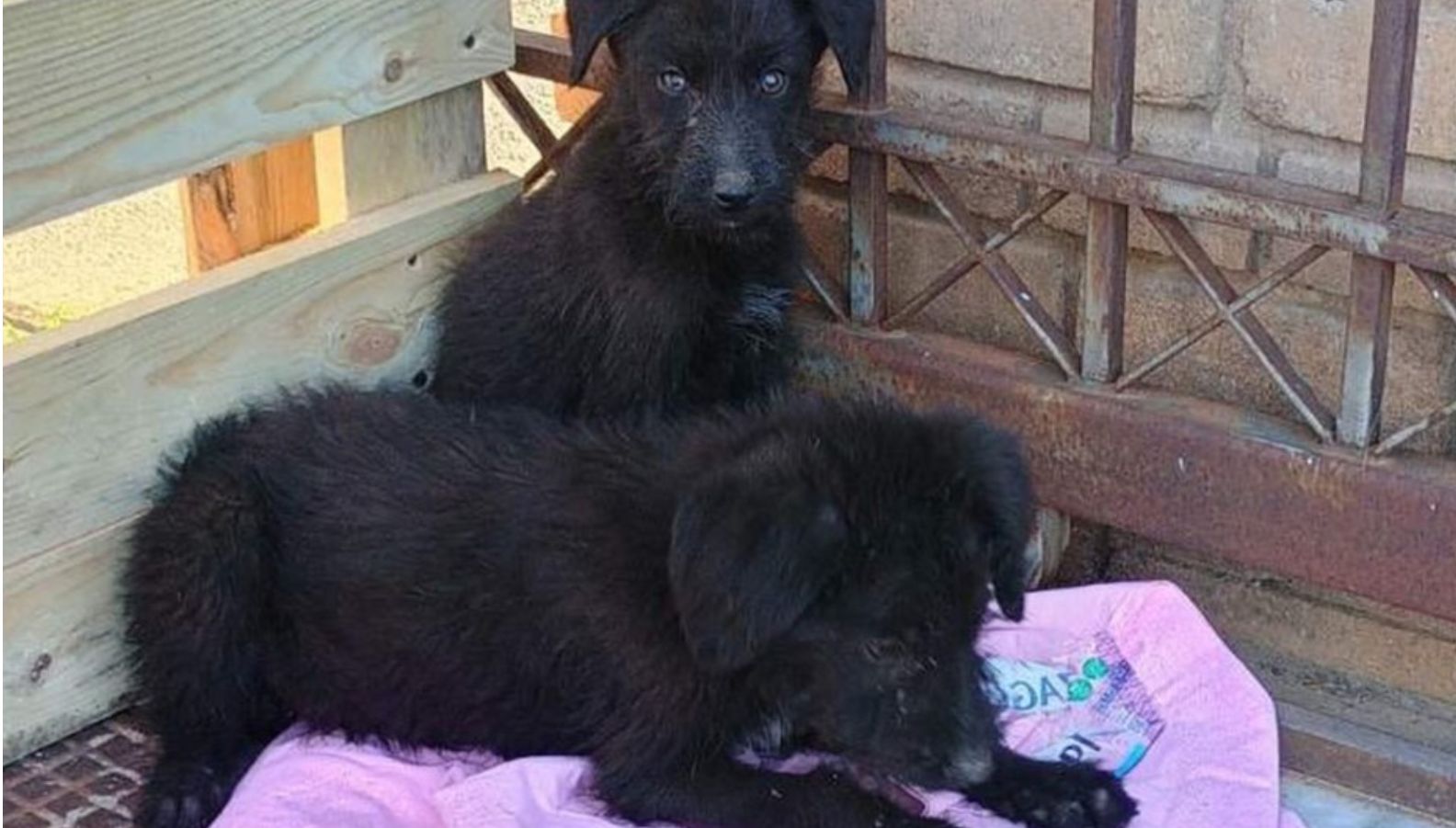 Αδιανόητο περιστατικό στην Εύβοια: Παράτησαν κουταβάκια μέσα σε σακί