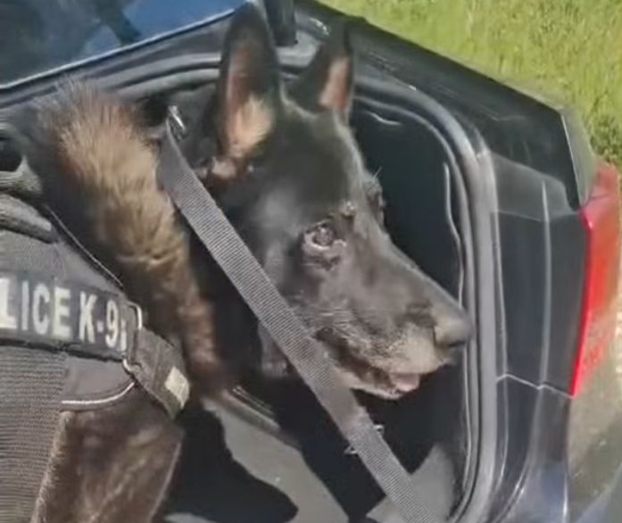 «Ακύλας»: Ο αστυνομικός σκύλος που «ξετρύπωσε» πάνω από ένα κιλό κοκαΐνης στη Θεσσαλονίκη