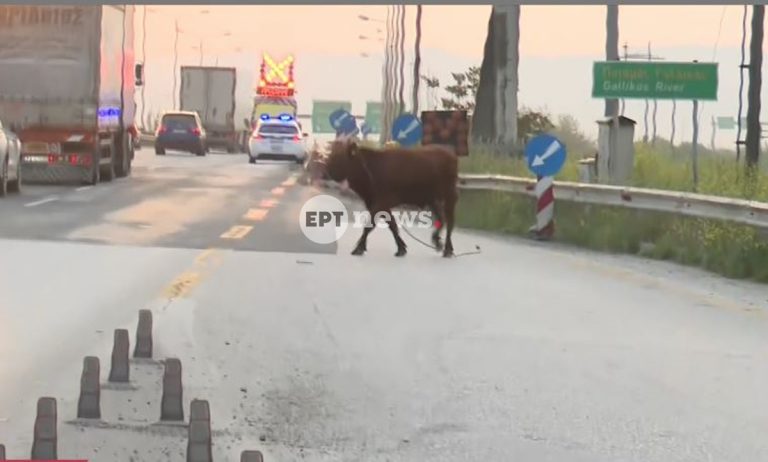 Θεσσαλονίκη: Ταύρος έτρεχε στην Εθνική Οδό – Δείτε βίντεο