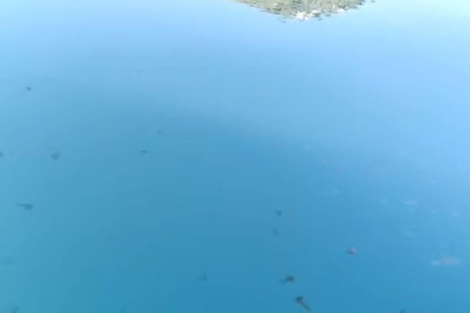 Προσοχή! Αυτή η παραλία έχει γεμίσει με τσούχτρες