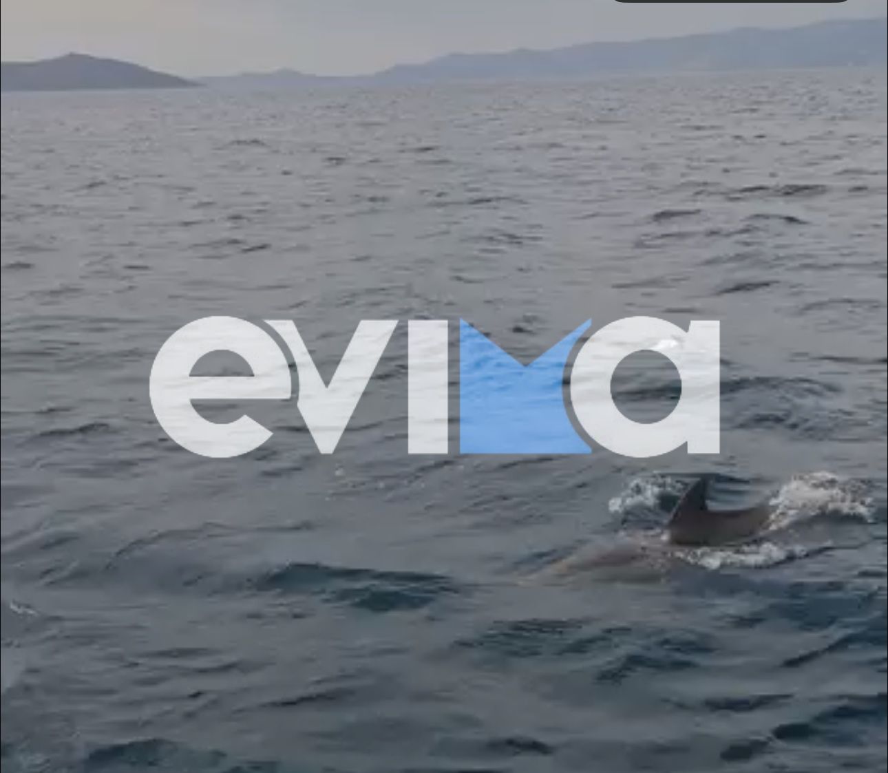 Δελφίνι εμφανίστηκε σε γνωστή παραλία της Εύβοιας – βίντεο
