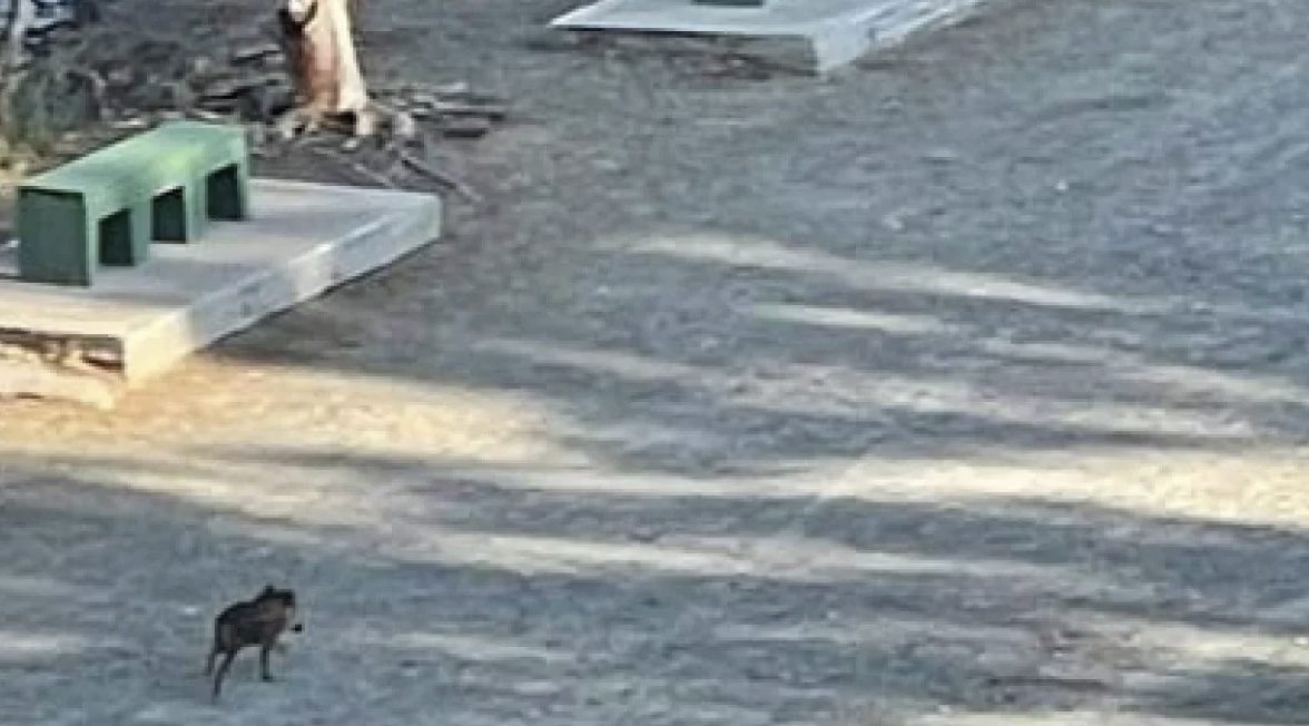 Αγριογούρουνο εμφανίστηκε έξω από αυλή σπιτιού στην Εύβοια