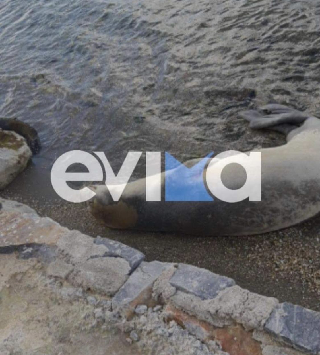 Σοκ σε παραλία της Εύβοιας: Δείτε τι ξεβράστηκε στη θάλασσα