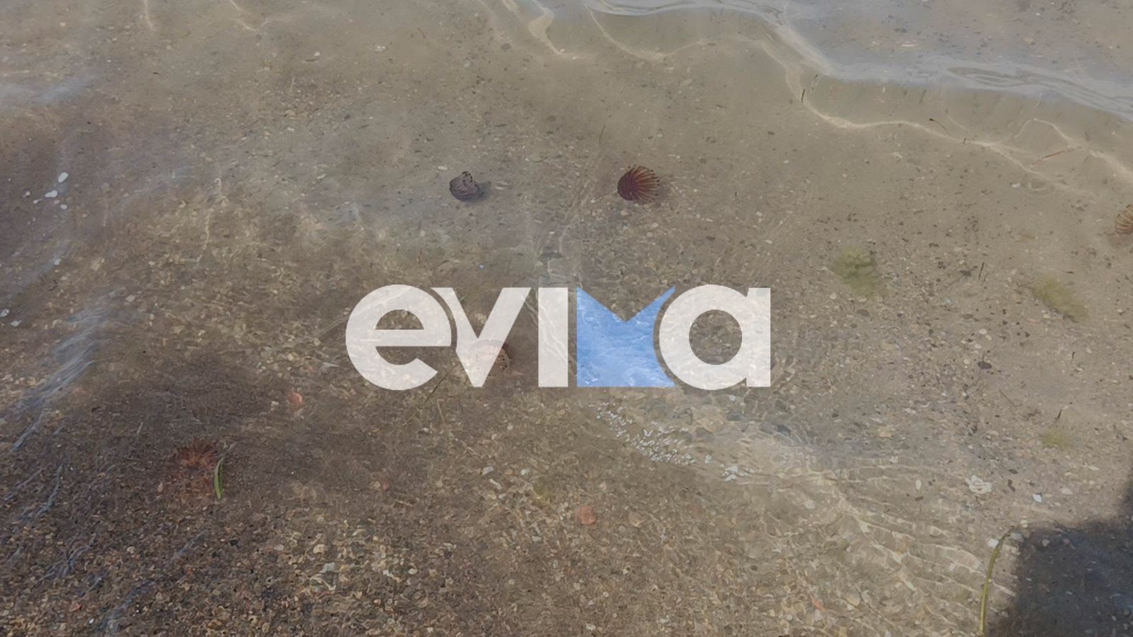 Ακόμα μια παραλία της Εύβοιας γέμισε με μέδουσες – Νέες εικόνες
