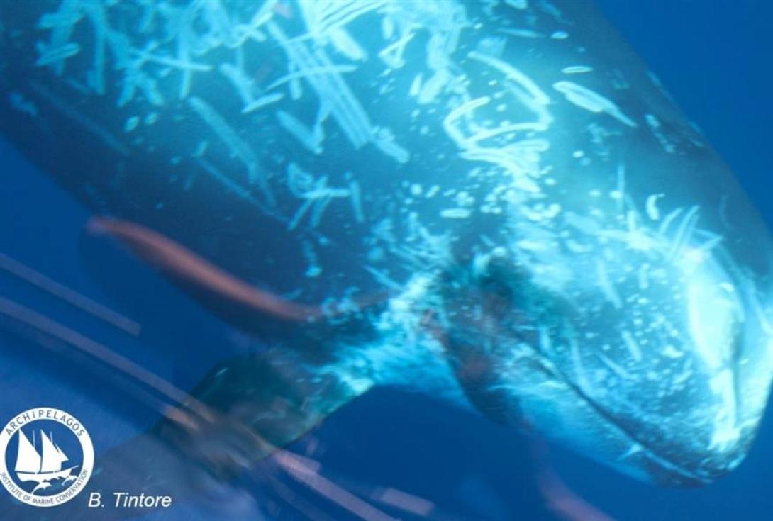 Εντοπίστηκε σταχτοδέλφινο ανάμεσα σε Χίο και Ικαρία: Φωτογραφία από τη σπάνια εμφάνιση