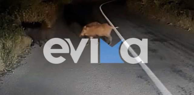 «Πάγωσαν» στην Εύβοια: Αγριογούρουνο βγήκε μπροστά σε μητέρα με παιδί