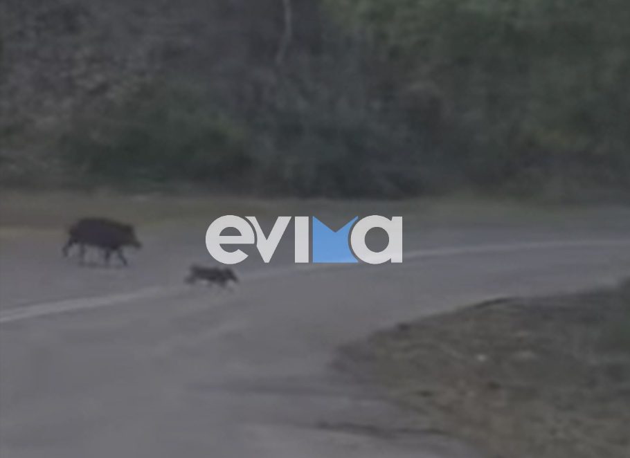 Αγριόγουρουνα πετάχτηκαν ξαφνικά σε κεντρικό δρόμο της Εύβοιας: Οδηγοί έκοψαν ταχύτητα την τελευταία στιγμή – Βίντεο