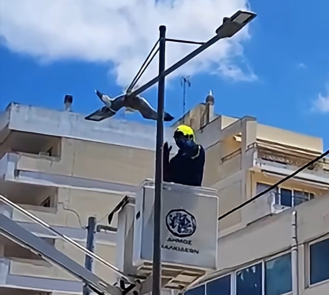 Συγκινητική επιχείρηση διάσωσης: Πυροσβέστης απεγκλώβισε τρομαγμένο γλάρο (vid)